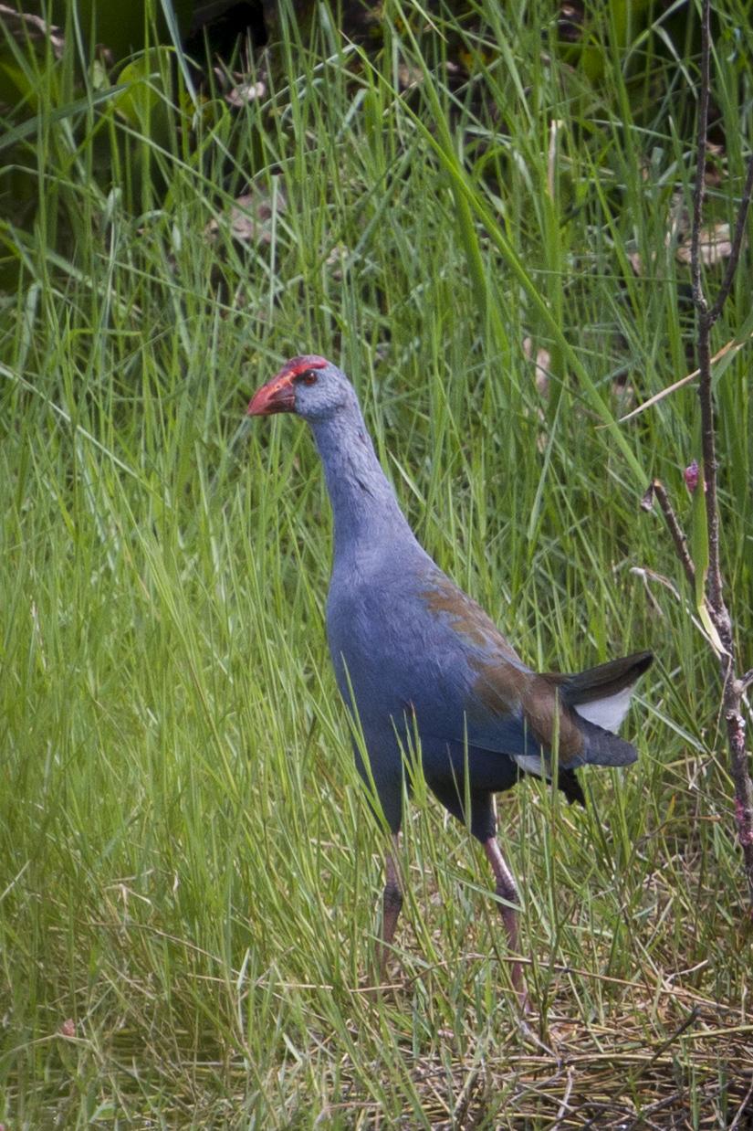 Calamón Filipino