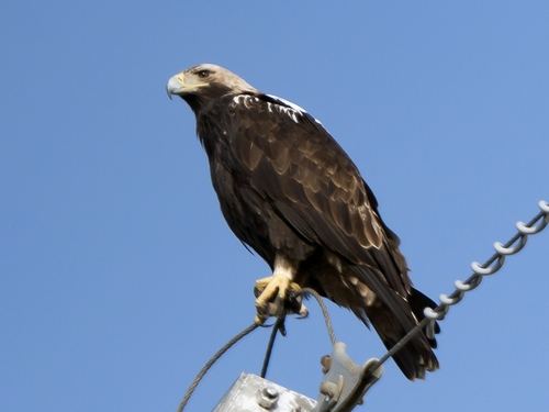 Águila imperial ibérica