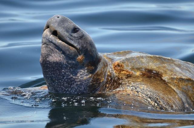 Tortuga Laúd