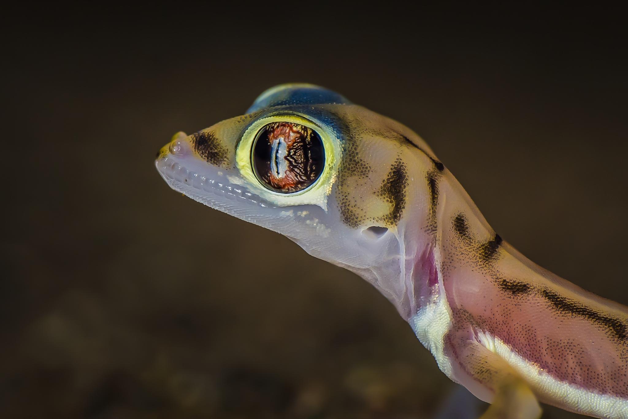 Vertebrates