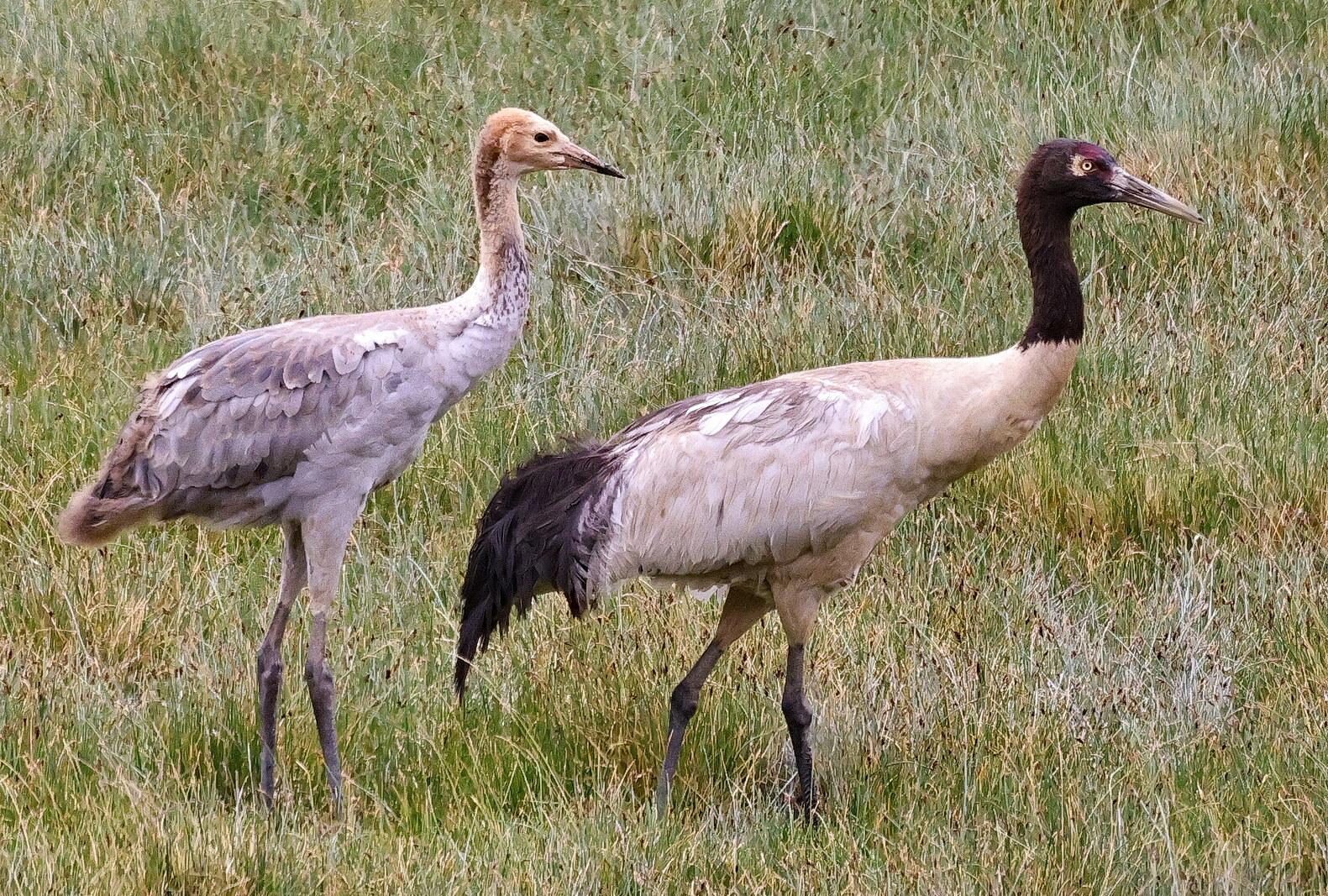 Grulla Cuellinegra