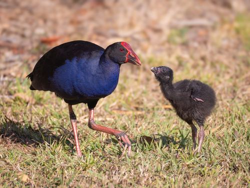 Calamón pukeko