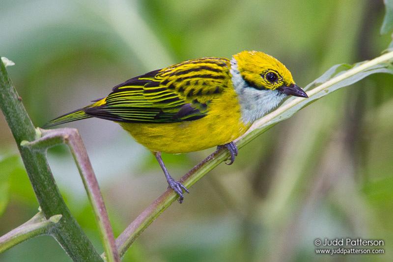 Silver-throated Tanager