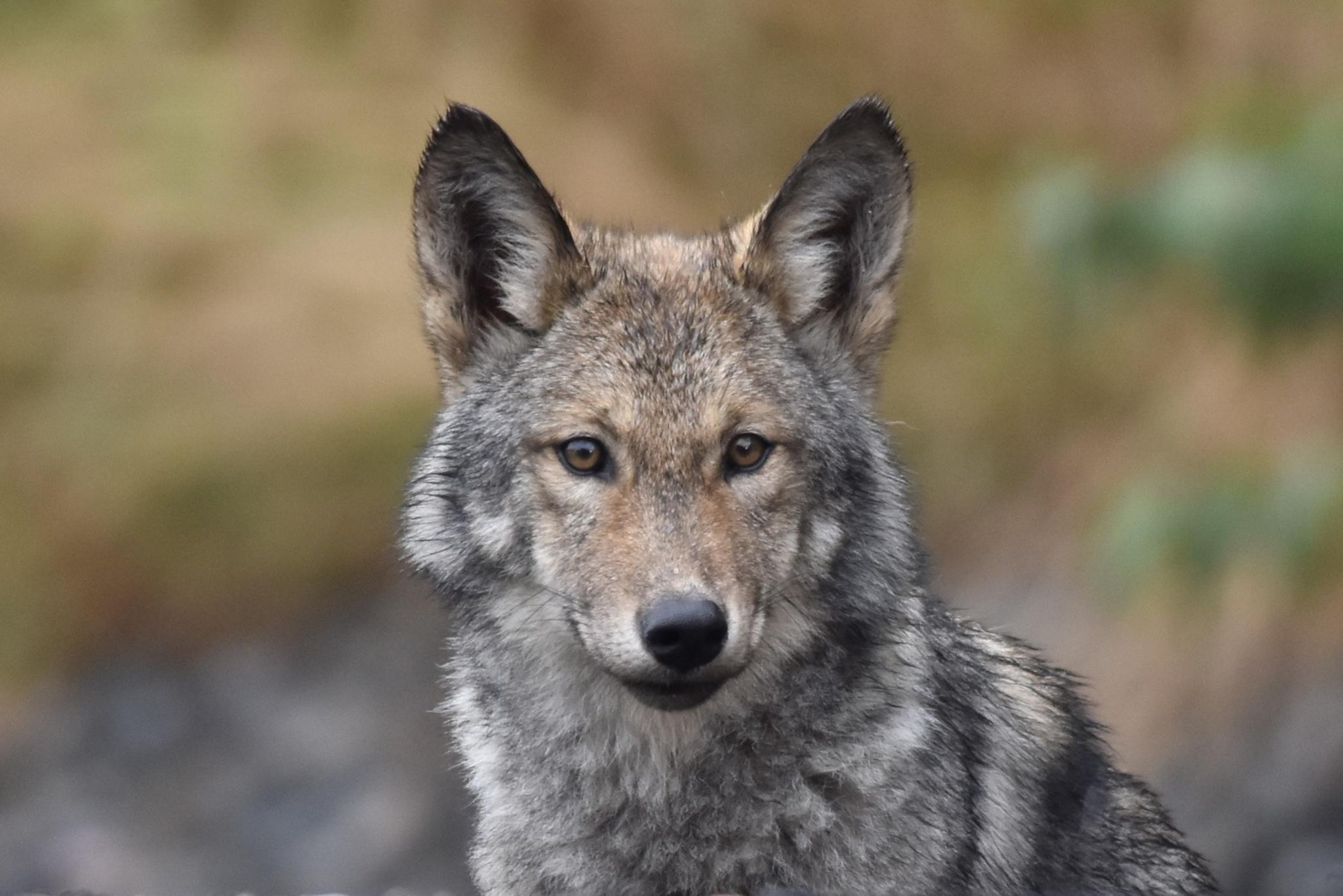 Lobo ciervo