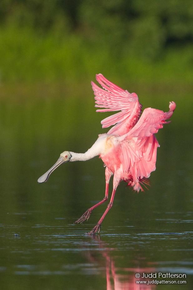 Pelícanos, garzas, ibis y parientes