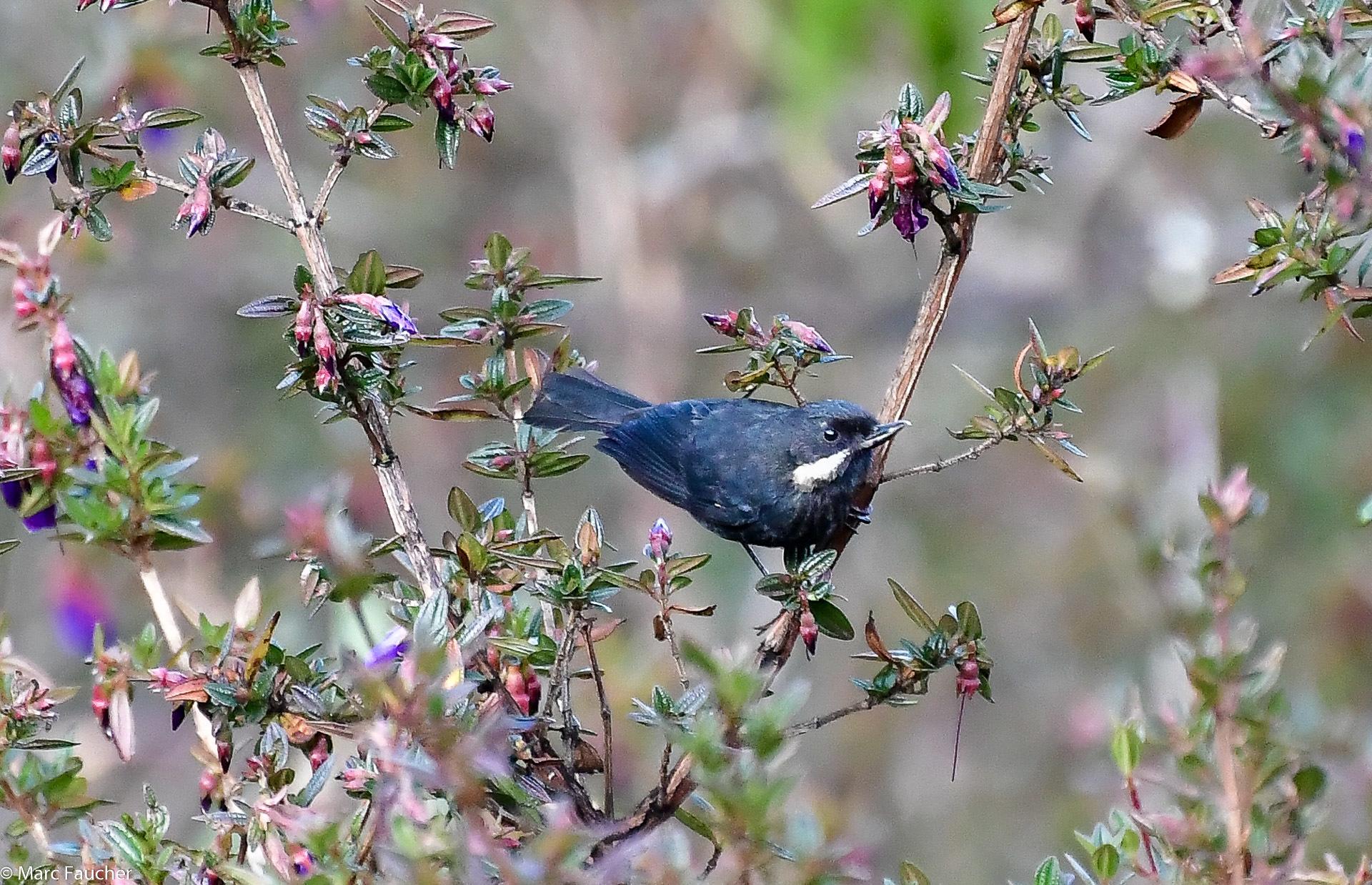 Moustached Flowerpiercer