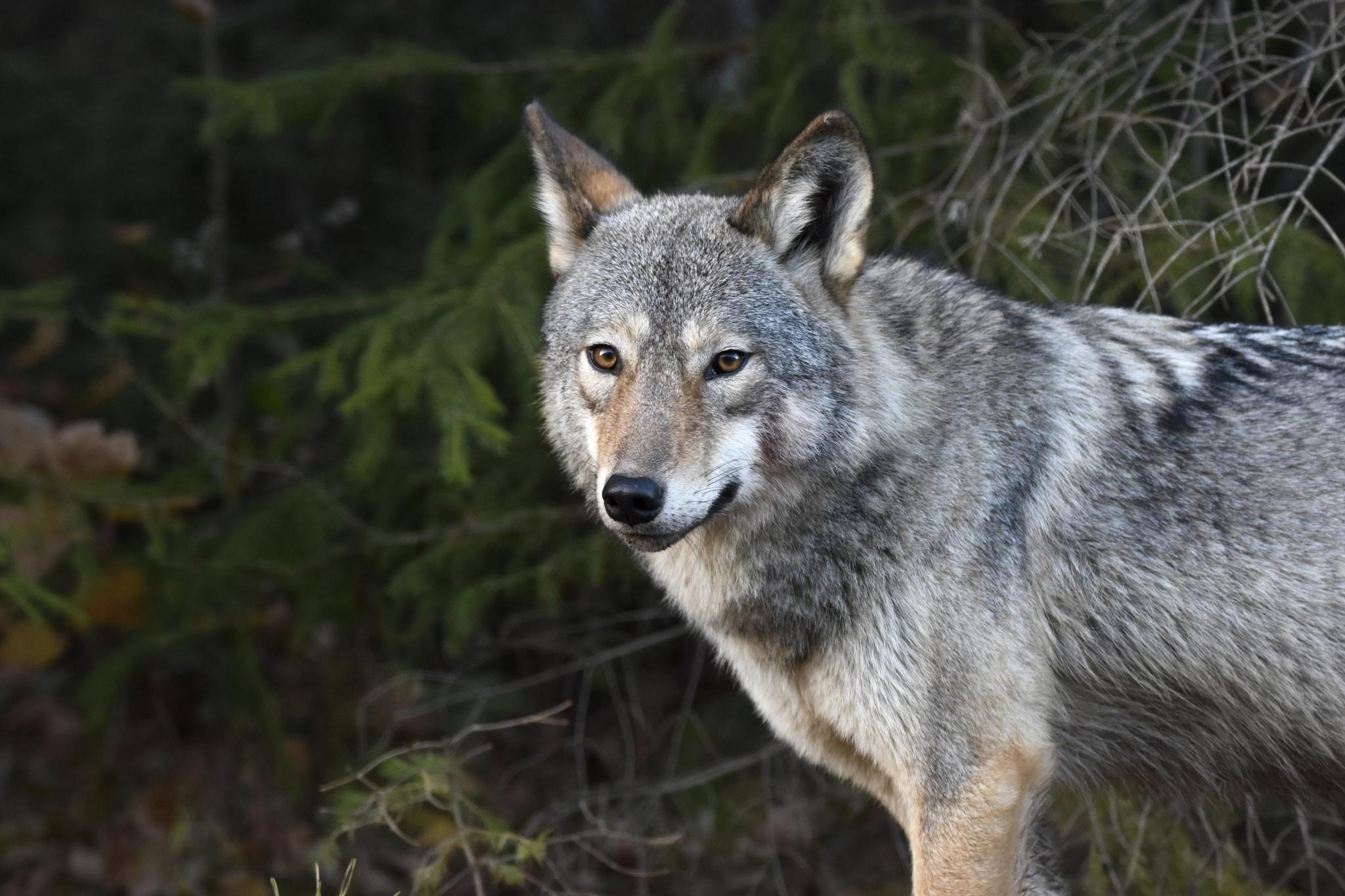 Lobo ciervo