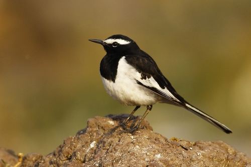 Lavandera India
