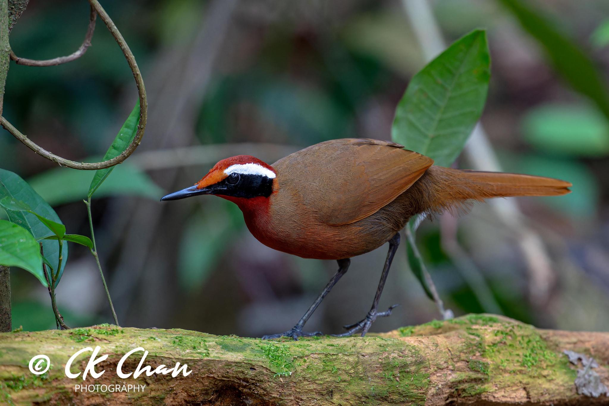 Perching Birds