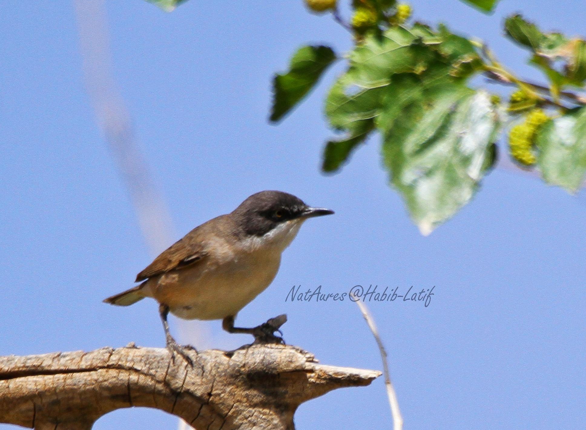 Western Orphean Warbler