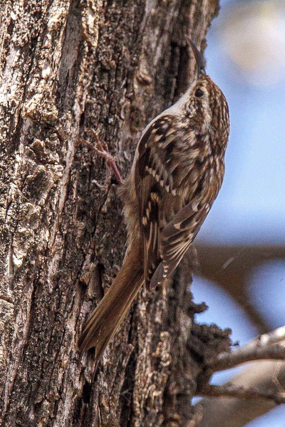 Short-toed Treecreeper