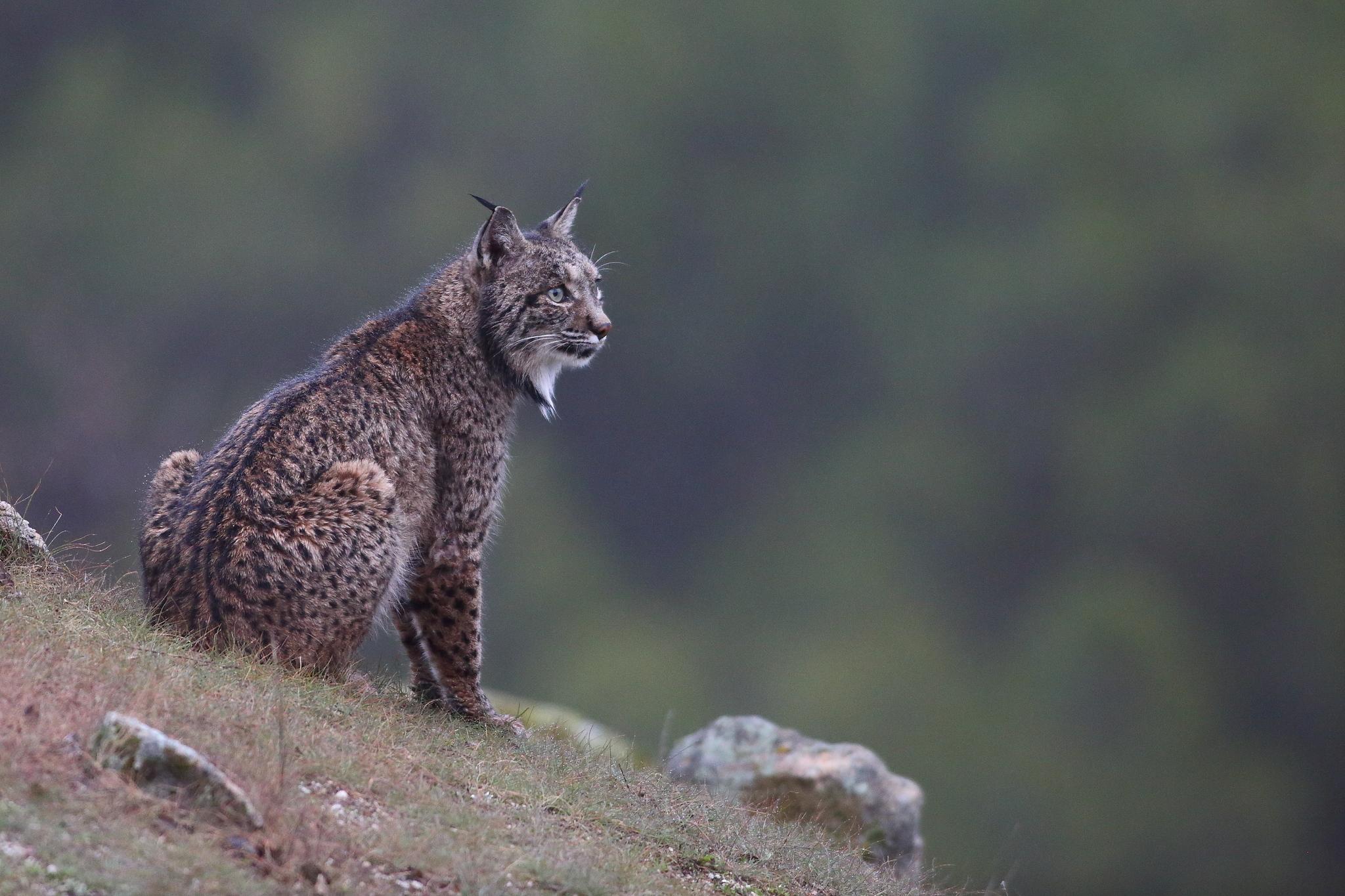 Iberian Lynx