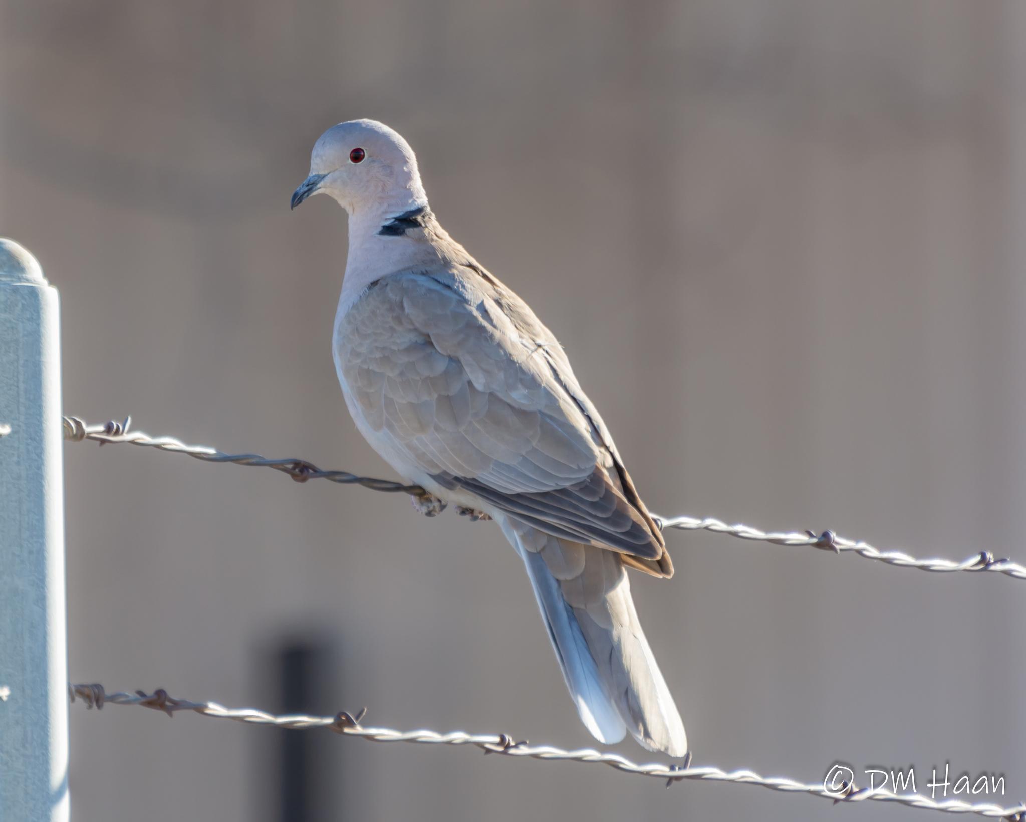 Eurasian Collared-Dove