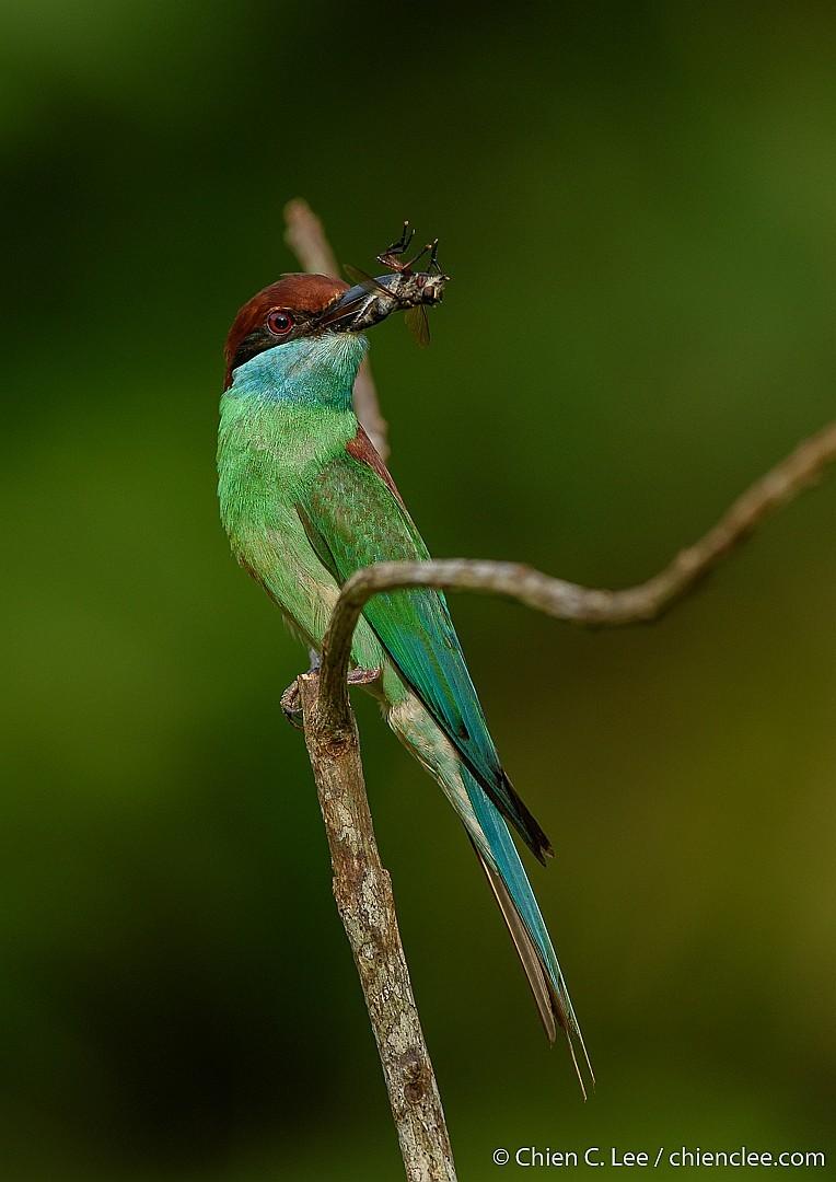 Abejaruco Gorjiazul