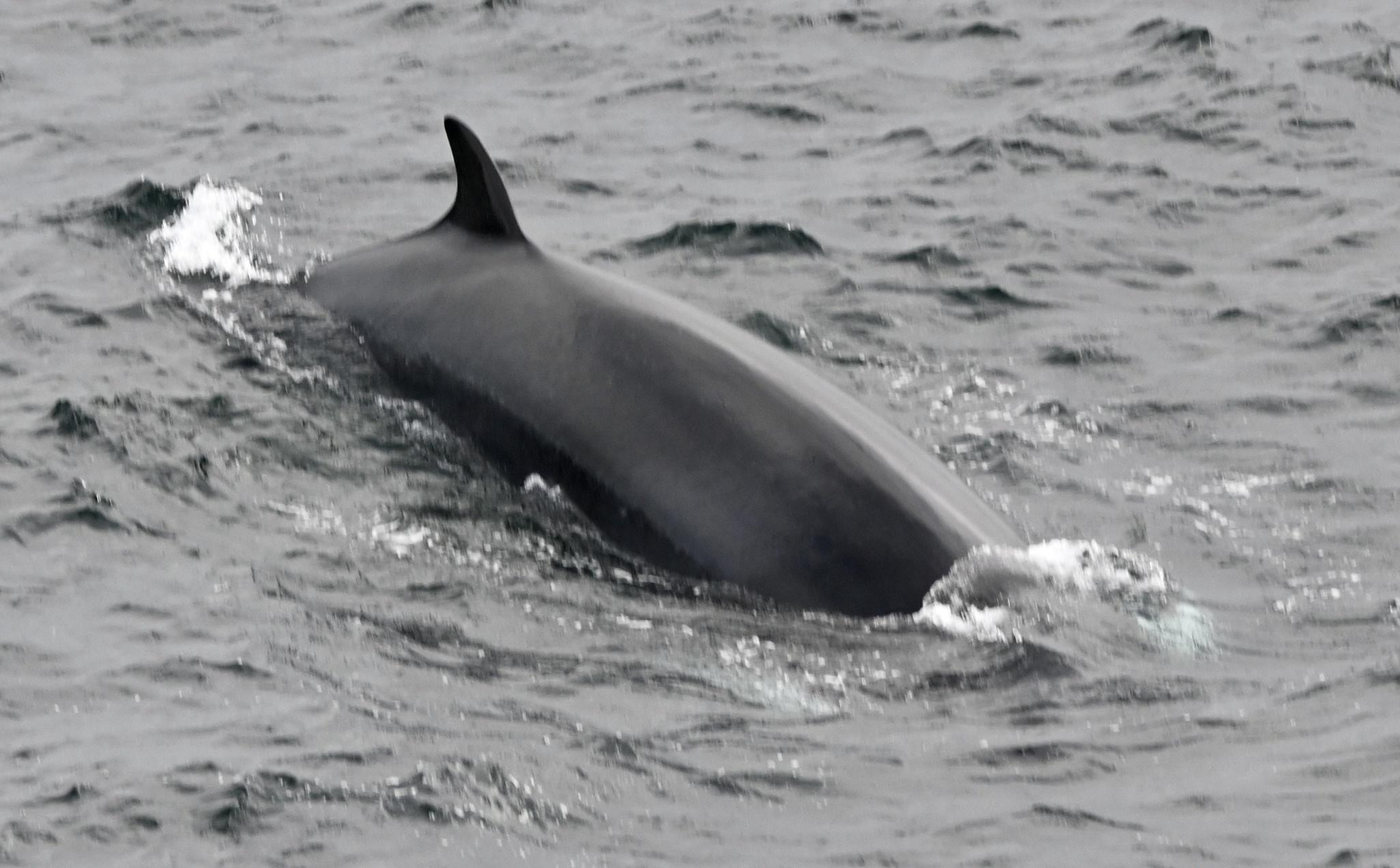 Ballena menor