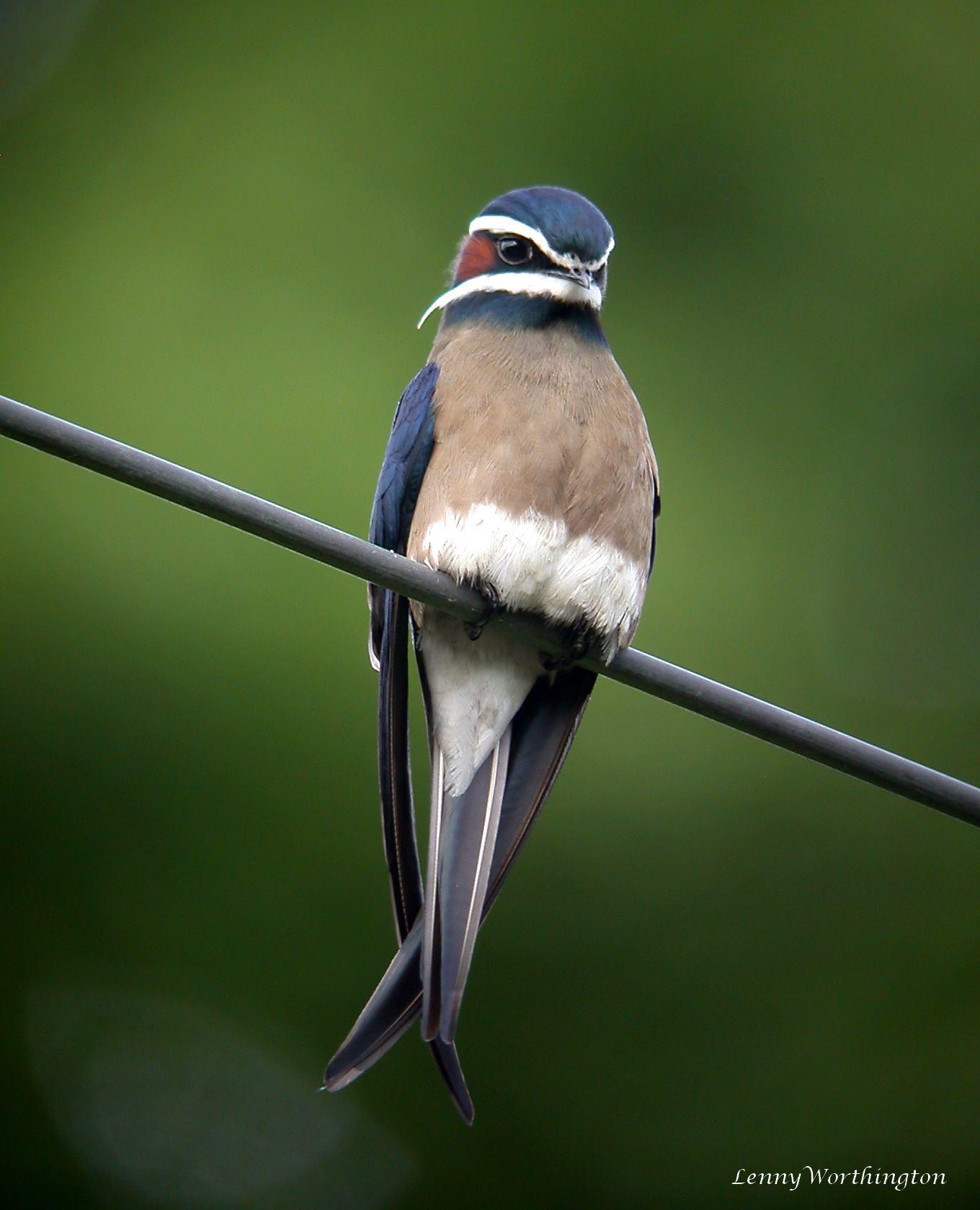 Colibríes y vencejos