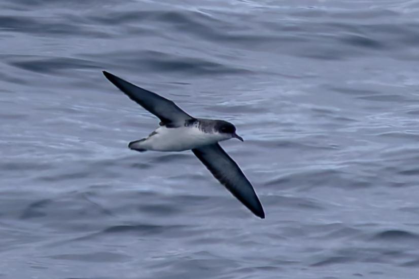 Pardela Subantártica
