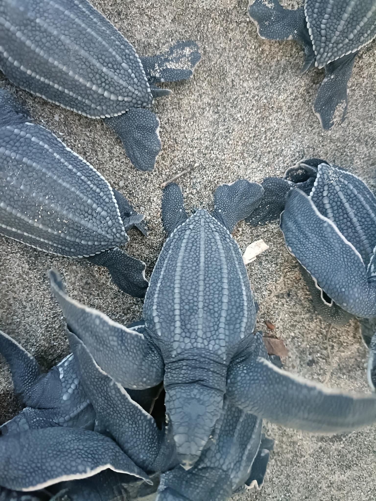 Tortuga Laúd