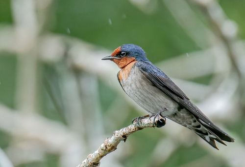 Golondrina del Pacífico
