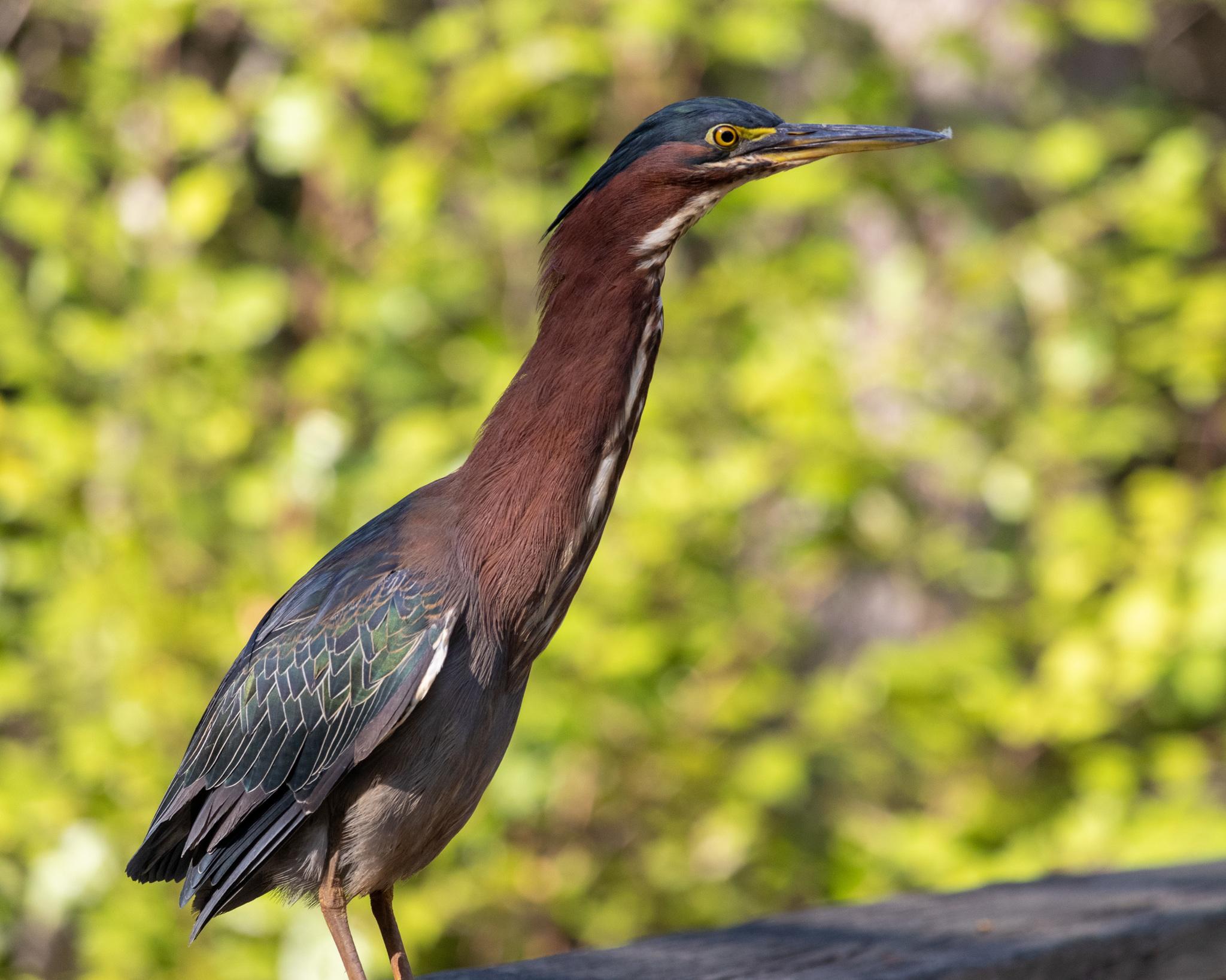 Garzas
