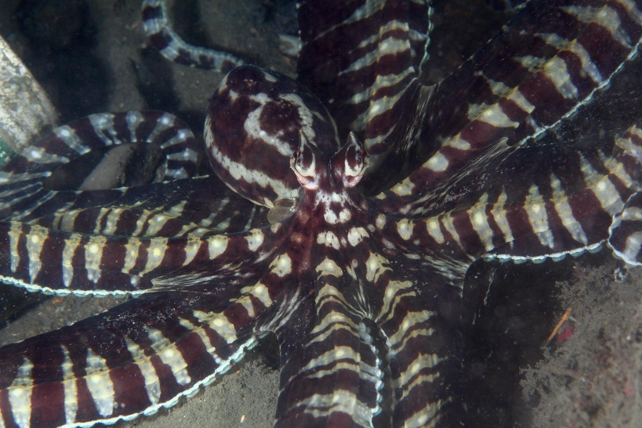 Pulpo mimico