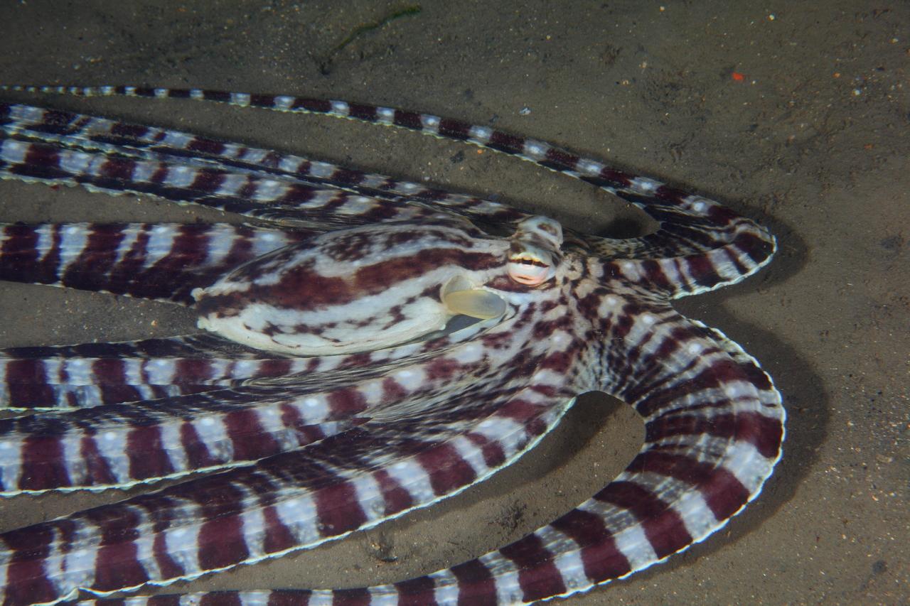 Pulpo mimico