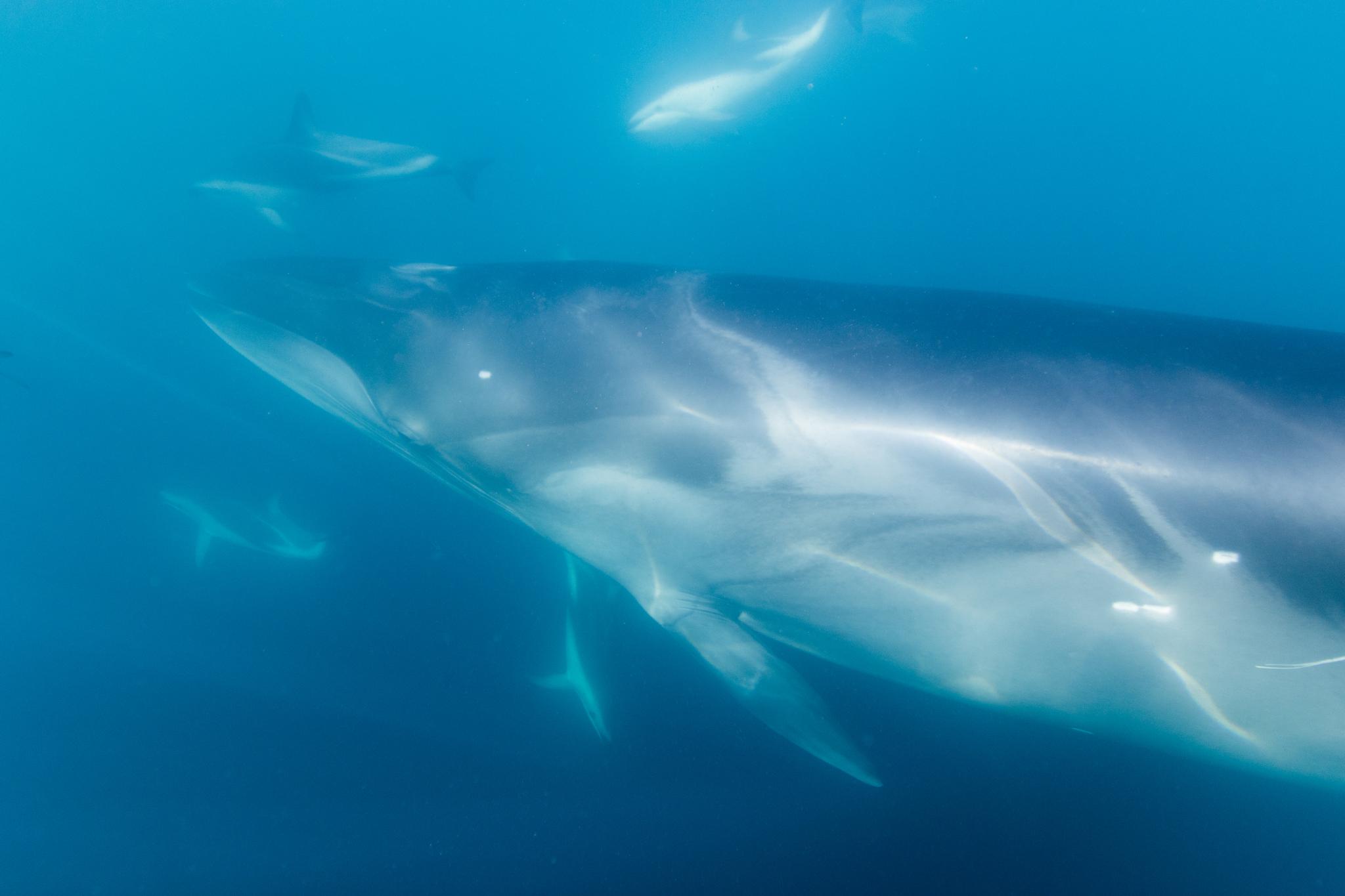 Ballena de Sei