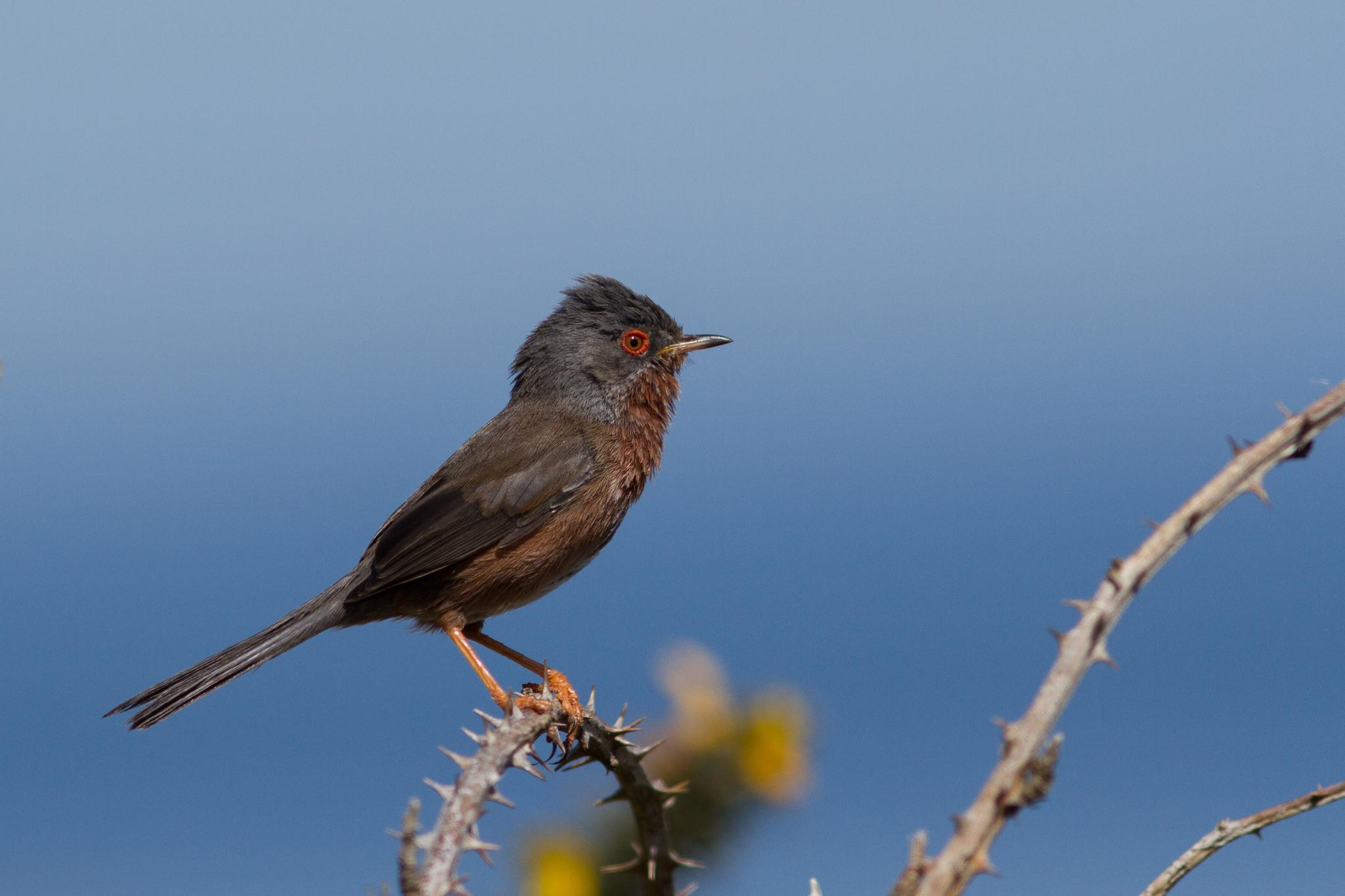 Dartford Warbler