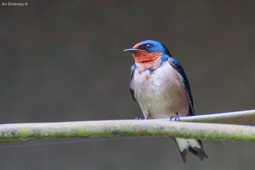 Golondrina Angoleña