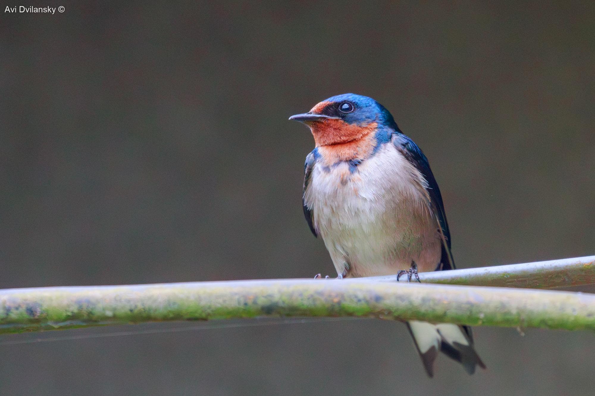 Golondrina Angoleña