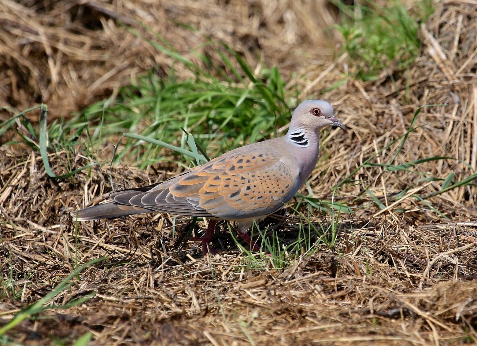 European Turtle-Dove