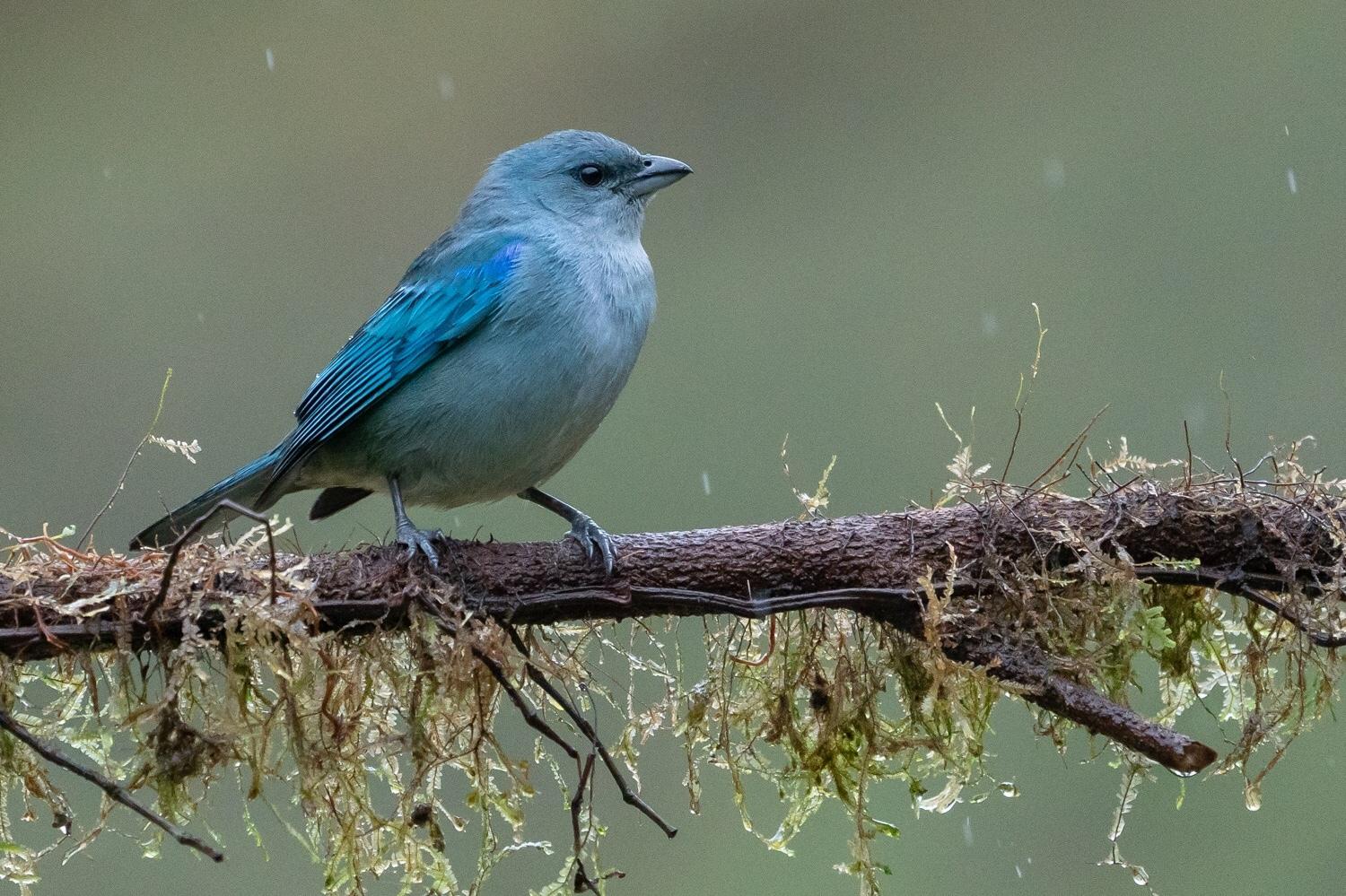 Azure-shouldered Tanager