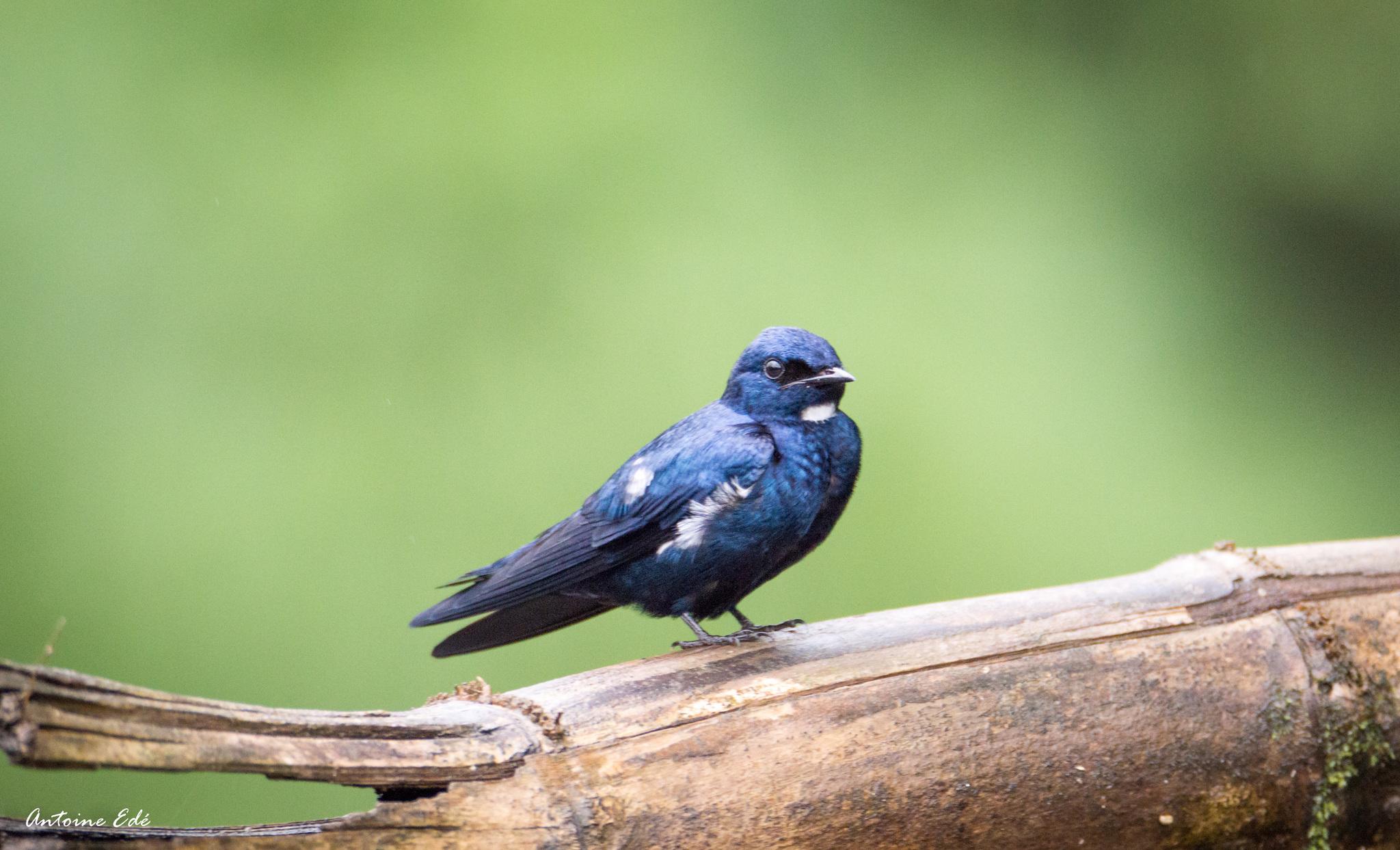Golondrina Negrita