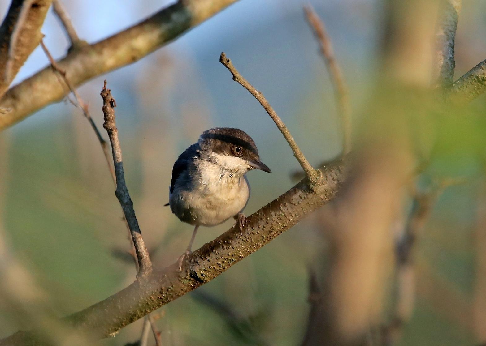 Eastern Orphean Warbler