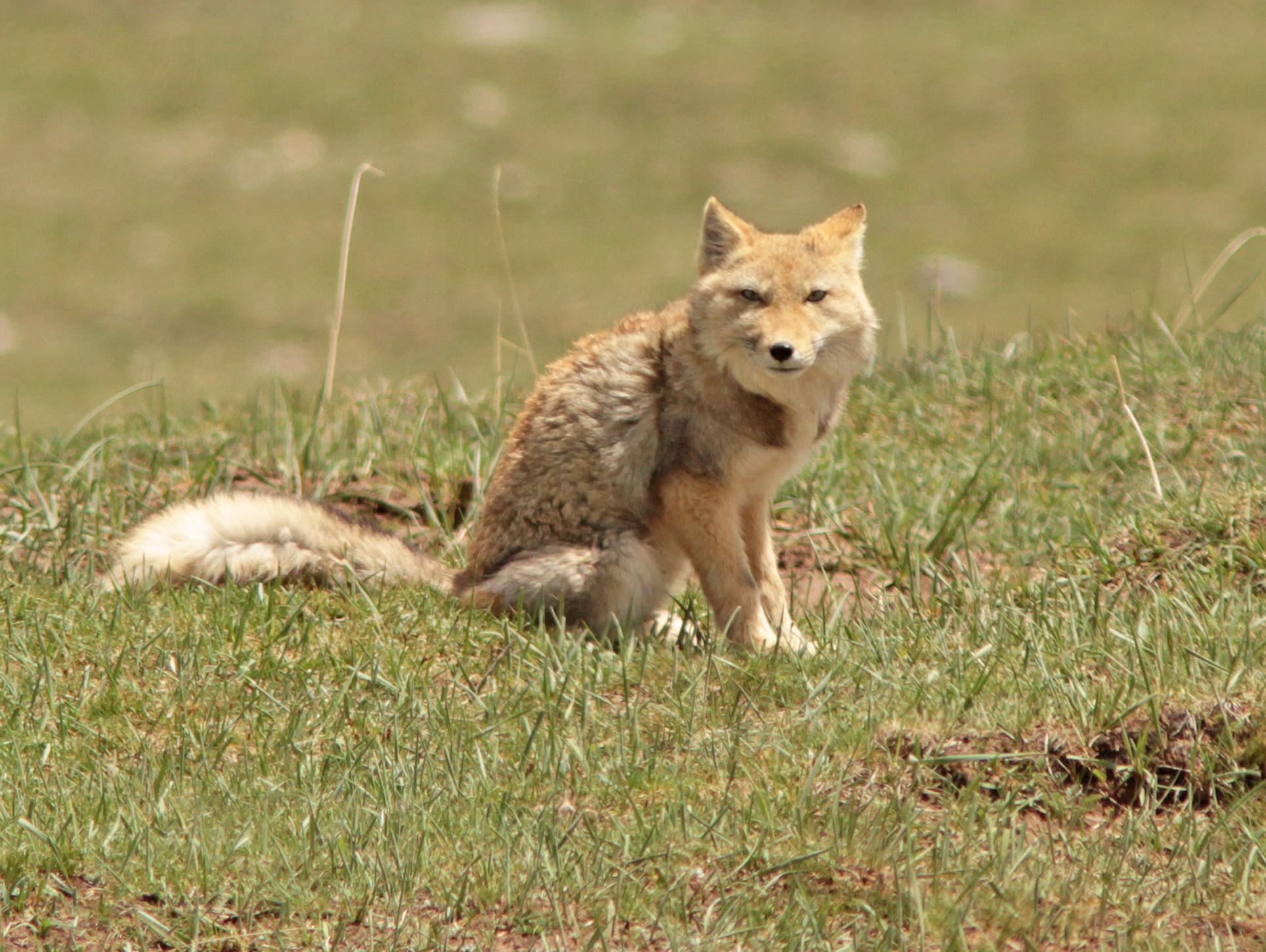 Tibetan Fox