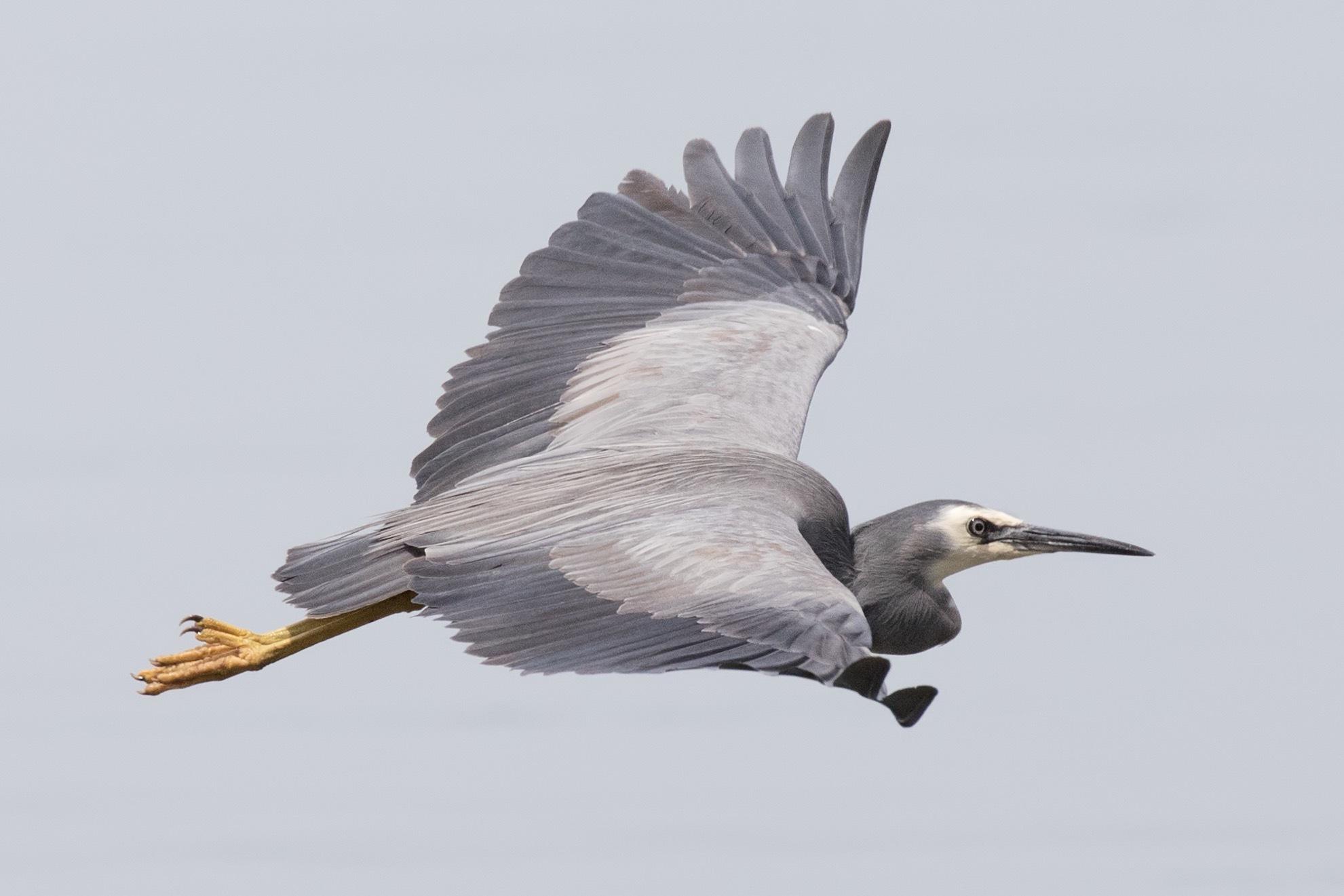 White-faced Heron