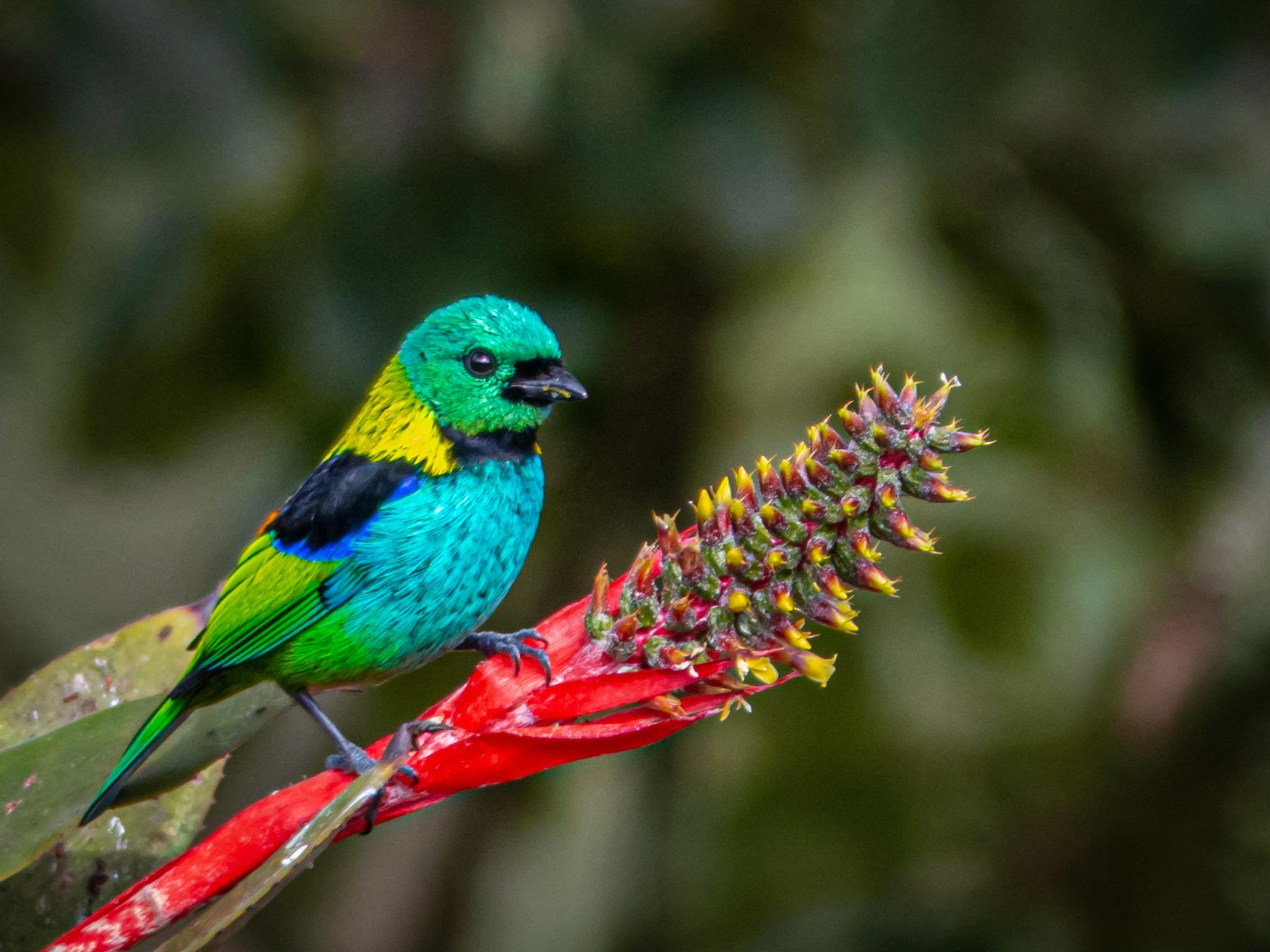 Green-headed Tanager