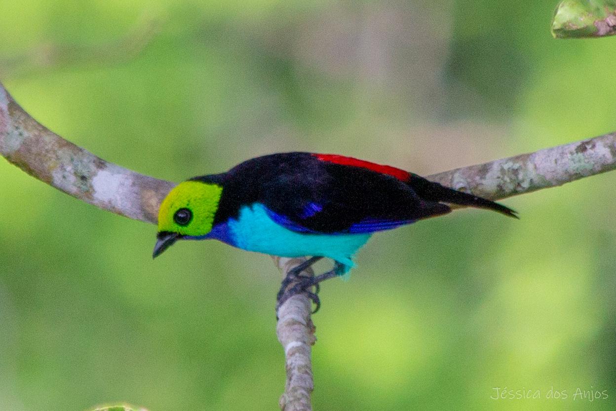 Paradise Tanager