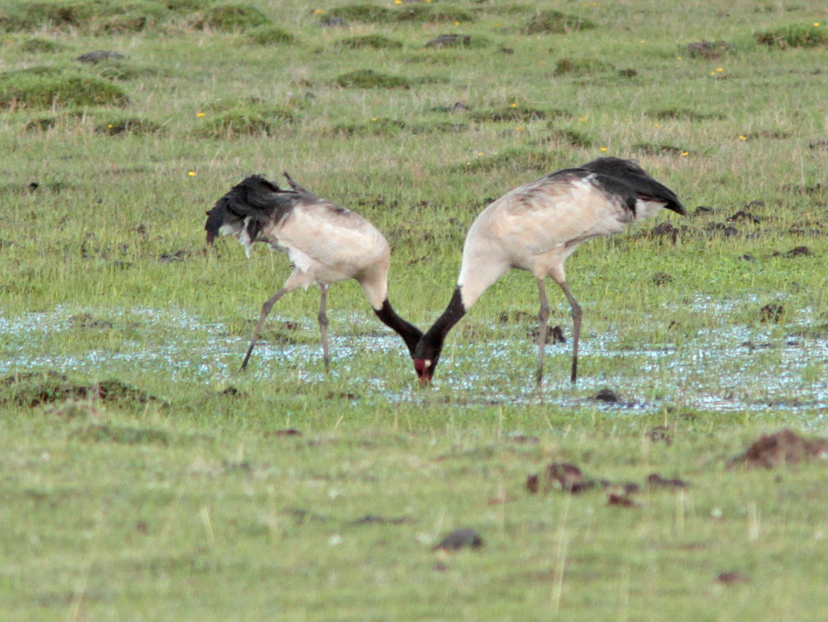 Grulla Cuellinegra