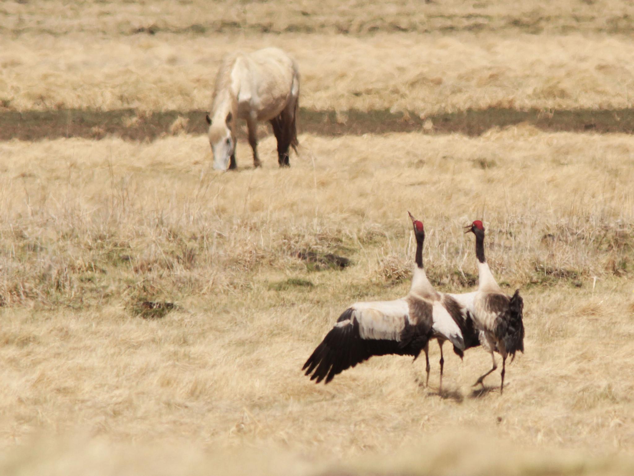 Grulla Cuellinegra