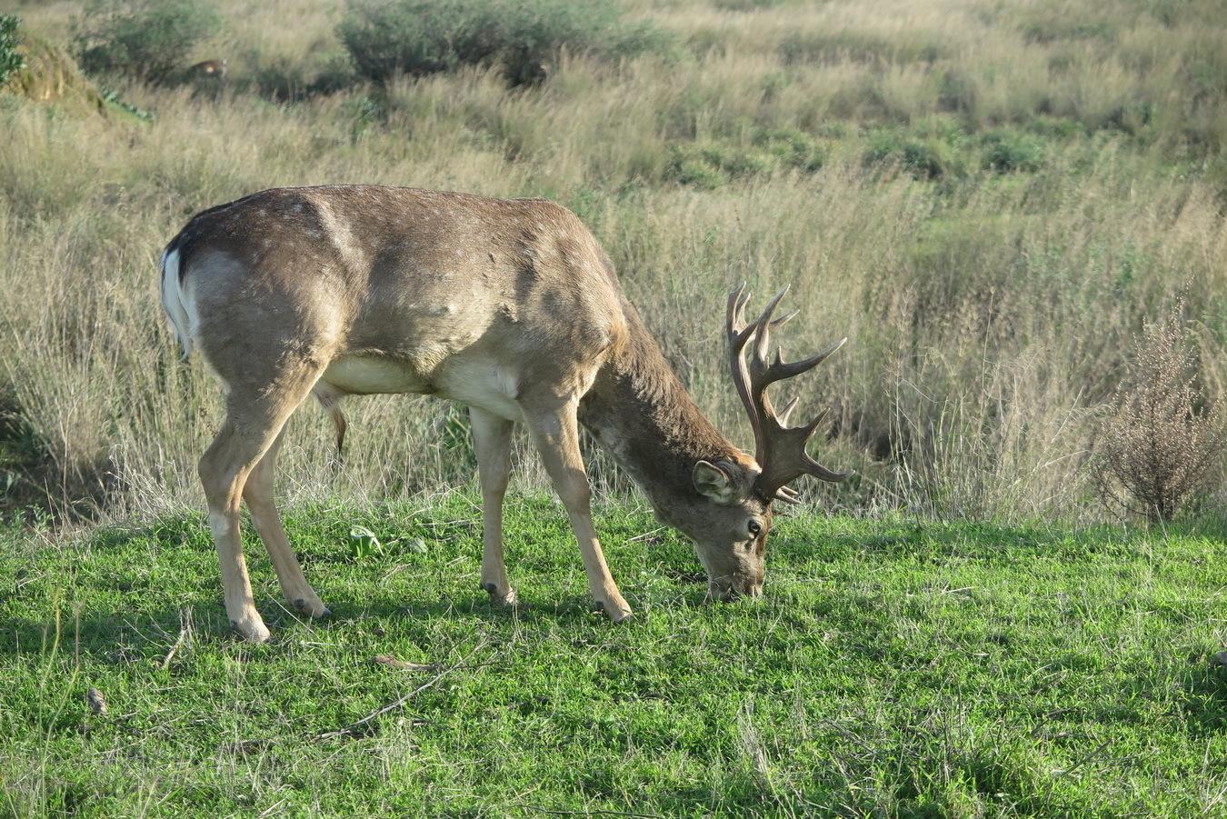 Gamo de Mesopotamia