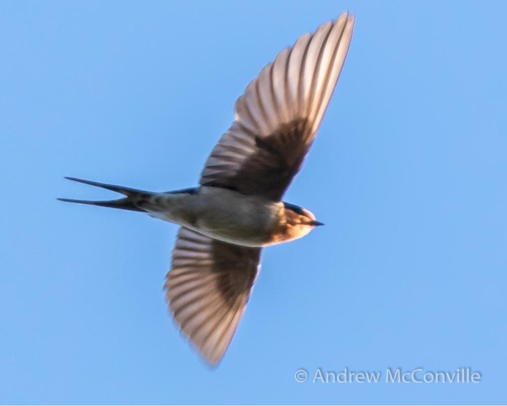 Golondrina australiana
