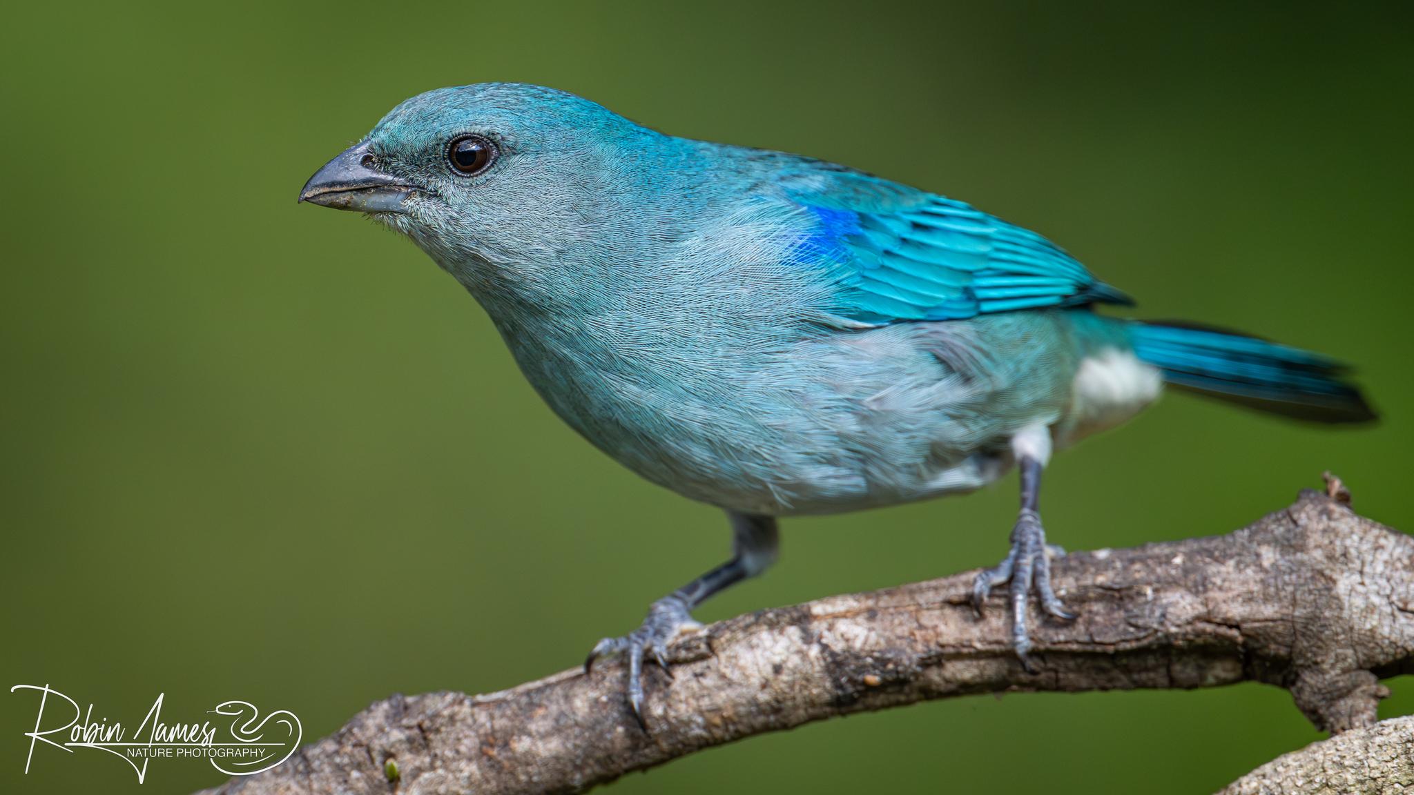 Azure-shouldered Tanager