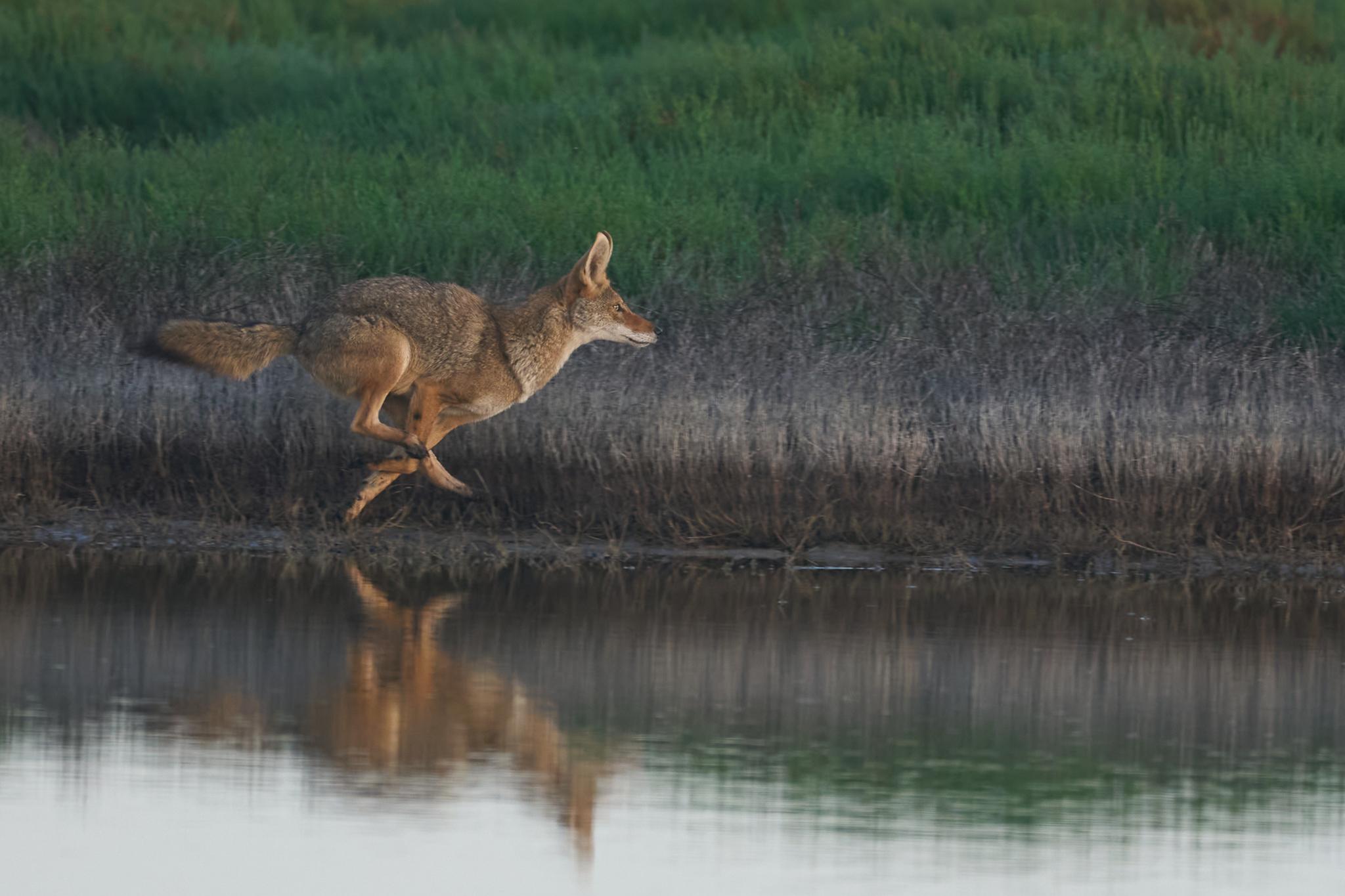 Coyote