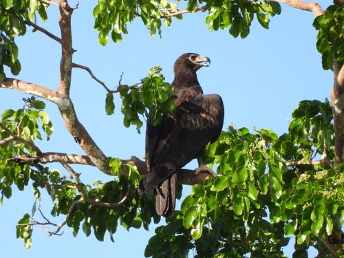Águila moluqueña
