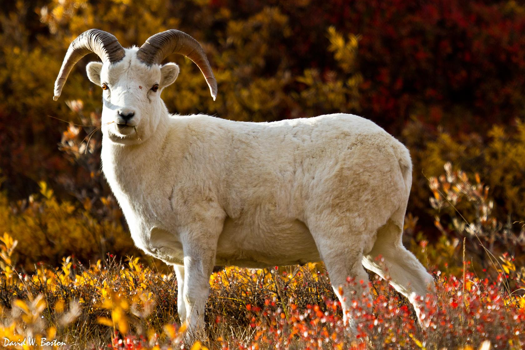 Borrego de Dall