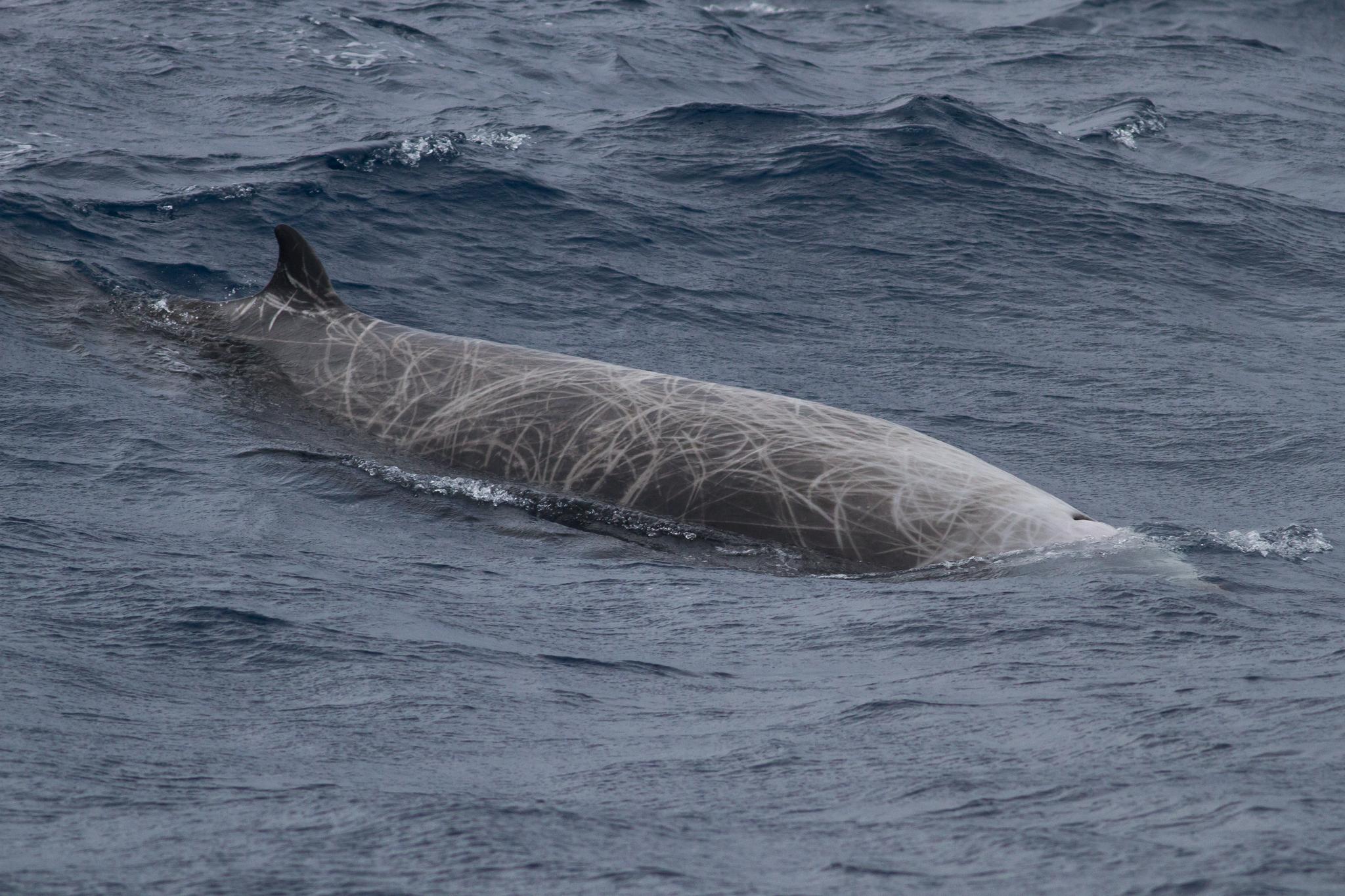 Ballena picuda de Couvier