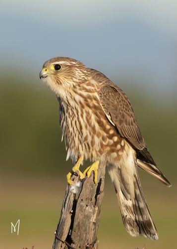 Merlin
