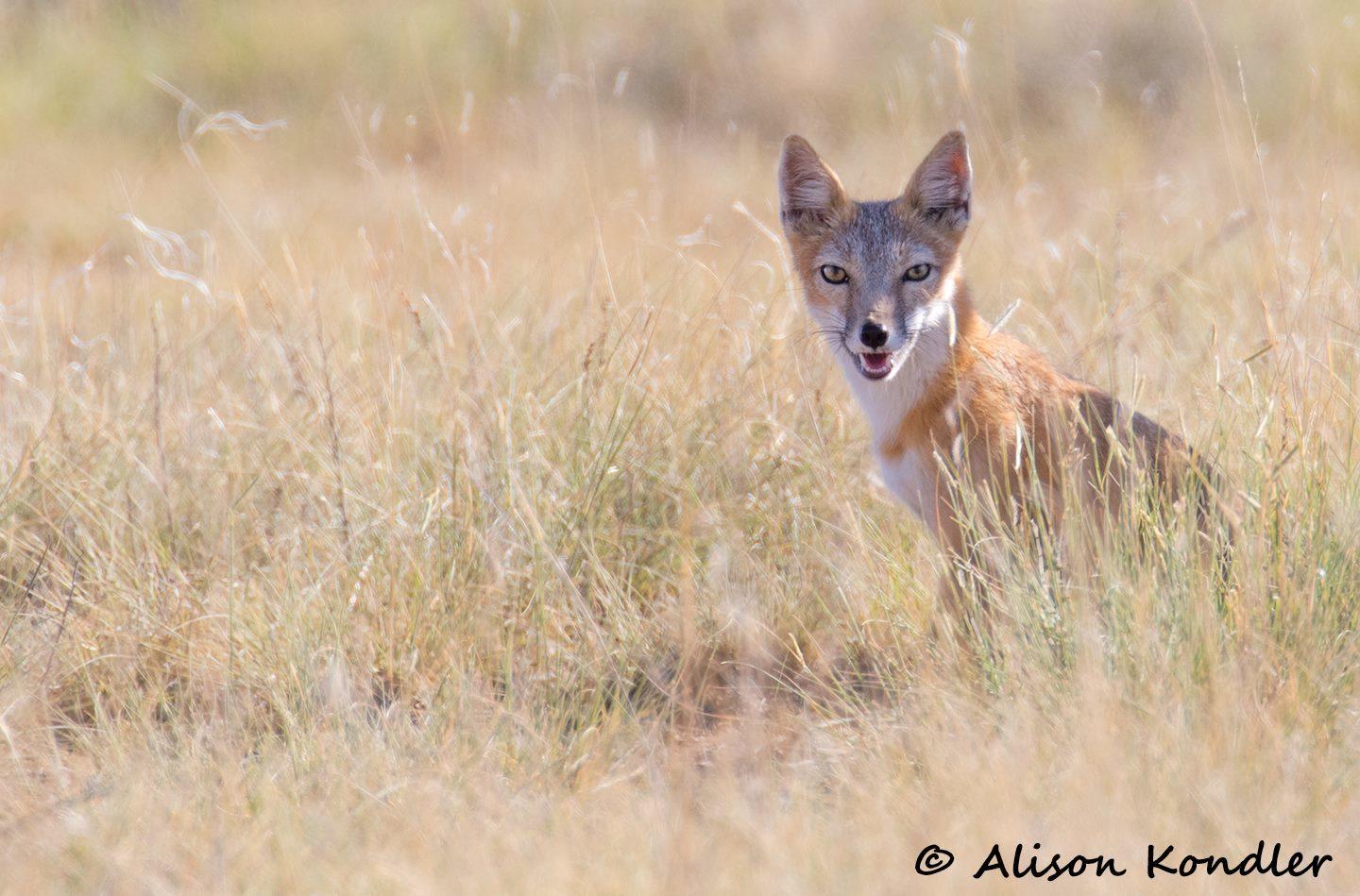 Swift Fox
