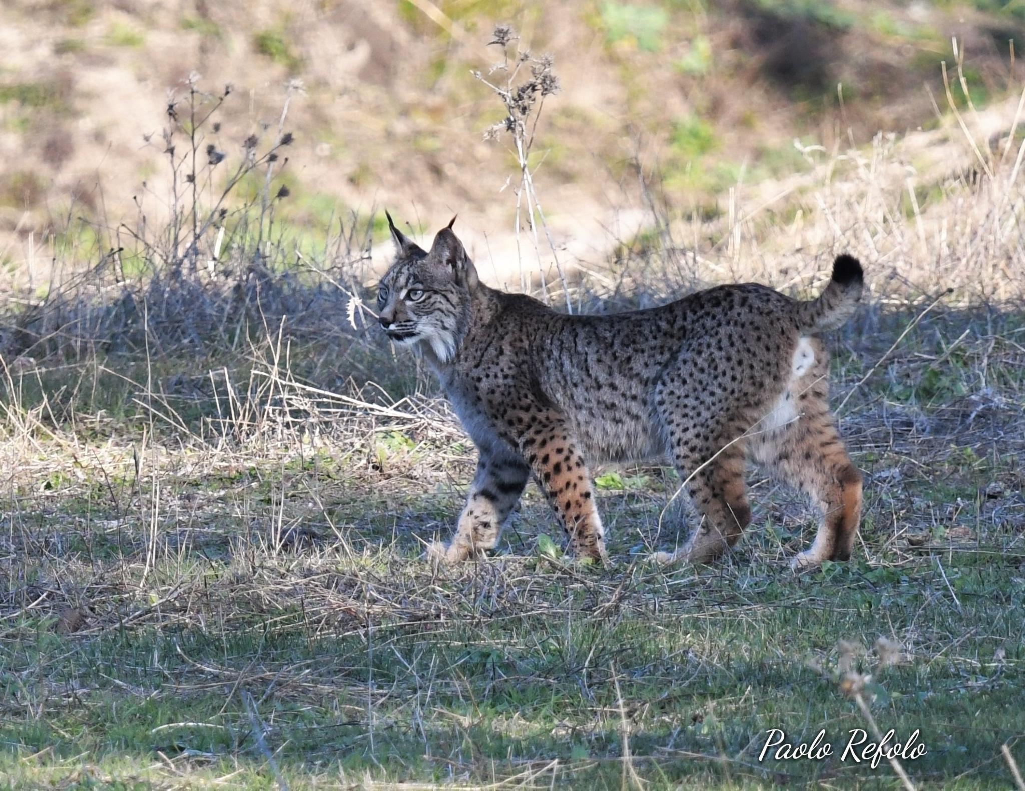 Iberian Lynx
